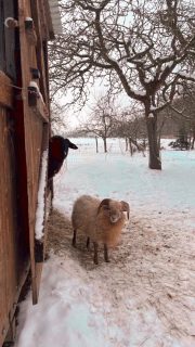 Erstmal zu Penny ….. #goviral #erstmalzupenny #schafe #weserbergland #picofthday