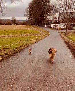 Otto, unser Harzer Fuchs.
Hexe, unsere Zwergspitz-Jack-Russell-Mix-Hündin.

Zwei, die hier einfach dazugehören.
Vom ersten Schritt am Morgen
bis zum letzten Gang über den Hof.

Sie laufen nicht nur mit –
sie tragen die Stimmung.
Zwischen Stall und Käserei,
zwischen Arbeit und Lachen.

Unsere Besten.
Jeden Tag. 🐾 #hofhundeliebe #lueningsbergerdelikatessenmanufaktur #bestefreunde #hofkäserei #stallleben