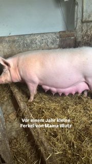 Ganz ehrlich – besser kannst du Fleisch nicht kennen.
Vor einem Jahr: kleine Ferkel von unserer Saumama Wutz.
Heute: bestes Grillfleisch und richtig gute Würstchen.
Großgezogen bei uns auf dem Hof,
mit Futter aus dem Ort und unserer eigenen Molke.
Kein anonymer Kram –
sondern echte Landwirtschaft, die du schmeckst.
Wenn du also wissen willst,
wo dein Fleisch herkommt…
Dann hol’s dir direkt bei uns.
Regional. Ehrlich. Und verdammt lecker 🤤#wissenwodeinessenherkommt #grillfleisch #lueningsbergerdelikatessenmanufaktur #regional #supportlocal