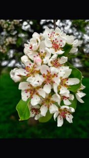 POV: Du gehst über den Hof… und plötzlich ist alles voller Blüten. 🌸#obstbaumblüte #lueningsbergerdelikatessenmanufaktur #frühlingsgefühl  #nachhaltigelandwirtschaft #weserbergland