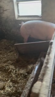 Der Kreislauf des Lebens – heute ganz nah bei uns.
Heute Morgen gehen die letzten beiden Schweine zum Schlachter.
Und in derselben Nacht bringt Mama Wutz ganz ruhig 13 Ferkel zur Welt.

Ein Kommen und Gehen – ehrlich, natürlich, unverstellt.
So sieht nachhaltige Landwirtschaft wirklich aus.

Wer Fleisch isst, sollte wissen, wo es herkommt. 🐖🌱#wissenwodeinessenherkommt #lueningsbergerdelikatessenmanufaktur #mamawutz #molkeschweine #aerzen