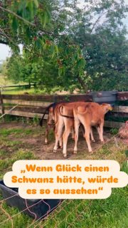 Mal ehrlich: Wer hat jetzt auch sofort gute Laune? 😊#jerseykühe #lueningsbergerdelikatessenmanufaktur #kalb #hamelnpyrmont #landwirtschaftdeutschland