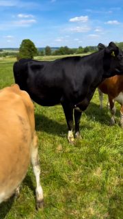 Weltmilchtag 🥛Hier beginnt alles. 🐄
Aus unserer Jersey-Milch entsteht echter Hofkäse. 🧀
Mit Zeit. Mit Handarbeit. Mit Leidenschaft. #jerseykühe #hofkäserei #lueningsbergerdelikatessenmanufaktur #rohmilchkäse #käserinofinsta