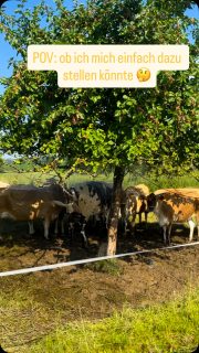 Unsere Kühe genießen die Abkühlung mit dem leichten Sprühnebel. Vielleicht stelle ich mich auch mal drunter 🤪🤔#tierwohl #sommerhitze #jerseykühe #niedersachsen #lueningsbergerdelikatessenmanufaktur
