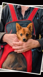 Ein Jahr mit Hexe ❤️🐾
Die beste Hündin, die man sich wünschen kann! Sie bewacht gemeinsam mit Otto Haus und Hof, ist zu jedem Menschen freundlich und zugewandt – und abends wird aus der Hofwächterin eine ganz kuschelige Sofahündin. 🥰
Schön, dass du bei uns bist, Hexe! ❤️
#Hexe #BesteHündin #Hofhund #EinJahrMitDir #Hundeliebe Hofleben